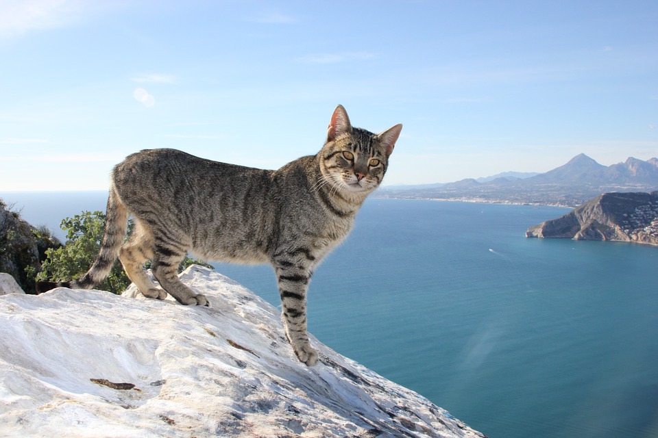 Alicante reprezintă una dintre cele mai frumoase destinații de vacanță. Orașul din Valencia te întâmpină cu peisaje superbe și multe mijloace de distracție.